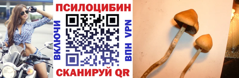 что такое   Жердевка  darknet официальный сайт  Псилоцибиновые грибы мицелий 